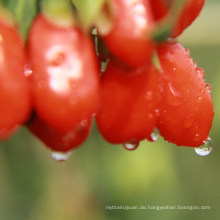 Eingefrorene Goji-Beere